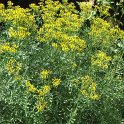 Ruta graveolens